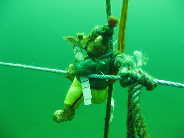 Just to prove I wasn't narked at 13m.jpg